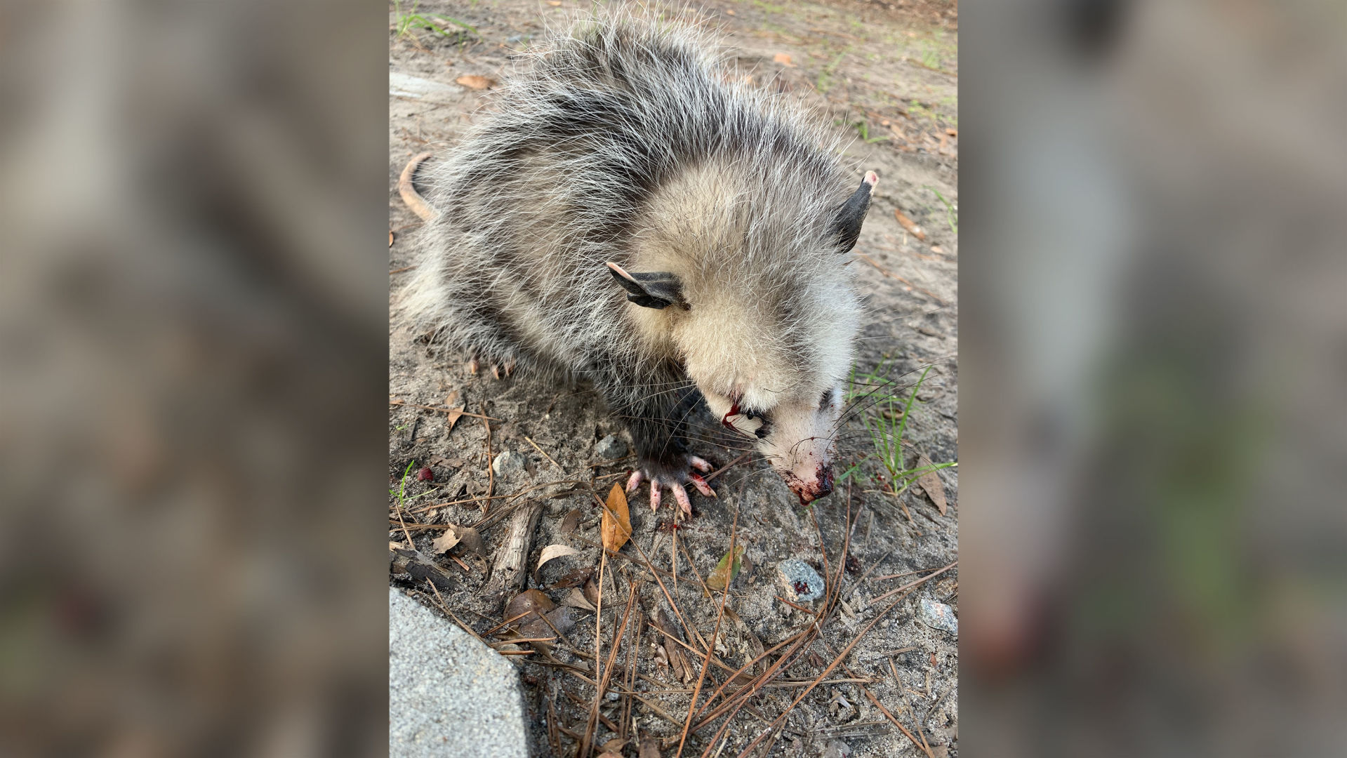 Opossum beaten